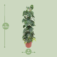 Philodendron Scandens Brésil - Ø24cm - ↕120cm Everspring