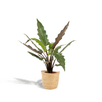 Alocasia Lauterbachiana - Ø19cm - ↕80cm + panier Selin Everspring