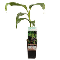Musa Basjoo - Ø15cm - ↕50cm Everspring