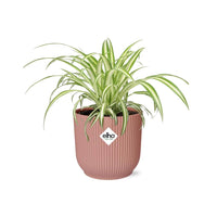 Chlorophytum Comosum Variegatum + pot ELHO Vibes Fold 14 cm rose Everspring