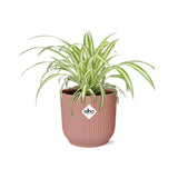 Chlorophytum Comosum Variegatum + pot ELHO Vibes Fold 14 cm rose Everspring
