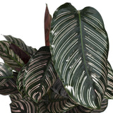 Calathea Ornata - Ø19cm - ↕75cm Everspring