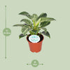 Philodendron Birkin - Ø14cm - ↕25cm Everspring
