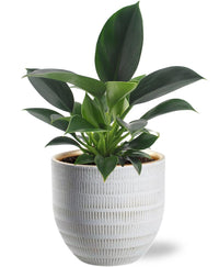Philodendron Green Princess - Ø12cm - ↕25cm + joli Pot D14x13cm - Blanc Everspring