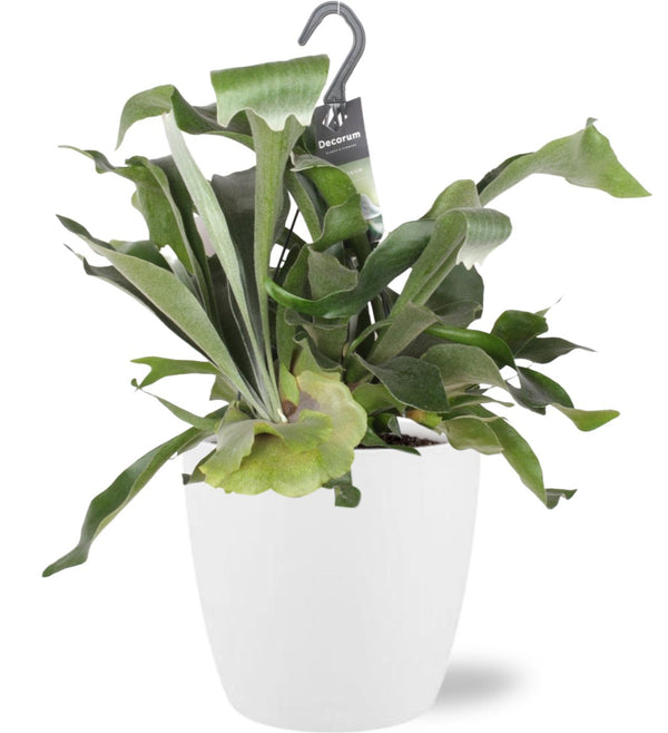 Platycerium Bifurcatum - Ø17cm - ↕30cm + Pot Brussels D18x17cm - Blanc Everspring