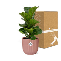 Ficus Lyrata ‘Bambino’ + pot ELHO Vibes Fold 14 cm rose Everspring