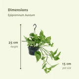 2x Epipremnum Aureum - Scindapsus - 25cm - ø15 Everspring