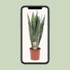 Sansevieria Zeylanica - Ø17cm - ↕70cm Everspring