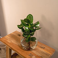 Clusia en verre Kingston - Ø12cm - ↕30cm Everspring