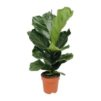 Ficus Lyrata - Ø17cm - ↕75cm Everspring