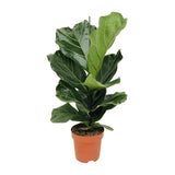 Ficus Lyrata - Ø17cm - ↕75cm Everspring