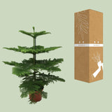 Araucaria Heterophylla - Ø21cm - ↕70cm Everspring