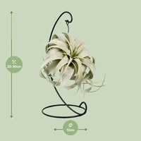 Tillandsia King Xéro - Ø12cm - ↕23cm Everspring