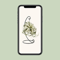 Tillandsia King Xéro - Ø12cm - ↕23cm Everspring