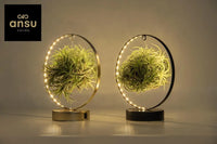 Tillandsia Led Edition Mix - 2 pièces - Ø11 cm - ↕23 cm Everspring