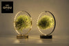 Tillandsia Led Edition Mix - 2 pièces - Ø11 cm - ↕23 cm Everspring