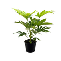 Toile d'araignée Fatsia Japonica - Ø17cm - ↕50cm Everspring