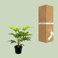 Toile d'araignée Fatsia Japonica - Ø17cm - ↕50cm Everspring