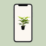 Toile d'araignée Fatsia Japonica - Ø17cm - ↕50cm Everspring