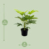 Toile d'araignée Fatsia Japonica - Ø17cm - ↕50cm Everspring