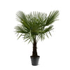Trachycarpus Fortuneii - 160-180cm - Ø30 Everspring