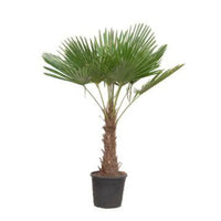 Trachycarpus Fortuneii - 180-200 cm - Ø40cm Everspring