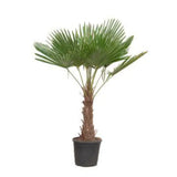 Trachycarpus Fortuneii - 180-200 cm - Ø40cm Everspring