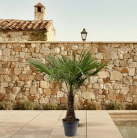 Trachycarpus Fortuneii - 220 - 240cm - Ø45 - GREEN OASIS - SHOP