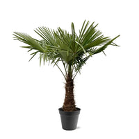 Trachycarpus Fortuneii - 220 - 240cm - Ø45 - GREEN OASIS - SHOP