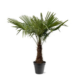 Trachycarpus Fortuneii - 220 - 240cm - Ø45 - GREEN OASIS - SHOP