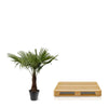 Trachycarpus Fortuneii - 220 - 240cm - Ø45 - GREEN OASIS - SHOP