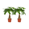 Tronc tressé Pachira Aquatica - 2 pièces - Ø12cm - ↕35cm - GREEN OASIS - SHOP