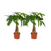 Tronc tressé Pachira Aquatica - 2 pièces - Ø12cm - ↕35cm - GREEN OASIS - SHOP