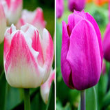 Tulipes - Appie's Best - 30 bulbes à fleurs - Taille 12+ - GREEN OASIS - SHOP