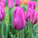 Tulipes - Appie's Best - 30 bulbes à fleurs - Taille 12+ - GREEN OASIS - SHOP