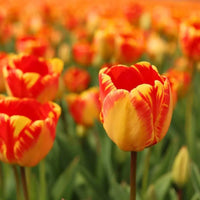 Tulipes "Banja Luka" – 15 bulbes à fleurs – Taille 12+ - GREEN OASIS - SHOP