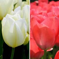 Tulipes - Elly's Choice - 30 bulbes à fleurs - Taille 12+ - GREEN OASIS - SHOP