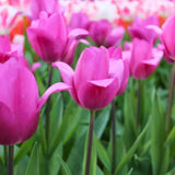 Tulipes "Gomera" – 15 bulbes à fleurs – Taille 12+ - GREEN OASIS - SHOP