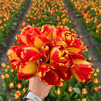 Tulipes - Nadine's Happiness - 30 bulbes à fleurs - Taille 12+ - GREEN OASIS - SHOP