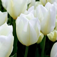 Tulipes - Nadine's Happiness - 30 bulbes à fleurs - Taille 12+ - GREEN OASIS - SHOP
