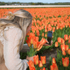Tulipes "Orange Emperor" – 15 bulbes à fleurs – Taille 12+ - GREEN OASIS - SHOP