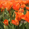 Tulipes "Orange Emperor" – 15 bulbes à fleurs – Taille 12+ - GREEN OASIS - SHOP