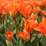 Tulipes "Orange Emperor" – 15 bulbes à fleurs – Taille 12+ - GREEN OASIS - SHOP
