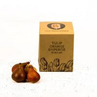 Tulipes "Orange Emperor" – 15 bulbes à fleurs – Taille 12+.