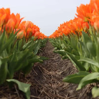 Tulipes "Orange Emperor" – 15 bulbes à fleurs – Taille 12+.
