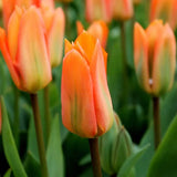 Tulipes "Orange Emperor" – 15 bulbes à fleurs – Taille 12+.
