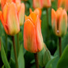 Tulipes "Orange Emperor" – 15 bulbes à fleurs – Taille 12+.
