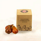 Tulipes Pink Impression – 15 bulbes à fleurs – Taille 12+ - GREEN OASIS - SHOP