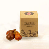 Tulipes Pink Impression – 15 bulbes à fleurs – Taille 12+.