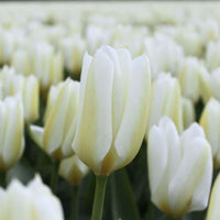 Tulipes Purissima – 15 bulbes à fleurs – Taille 12+ - GREEN OASIS - SHOP